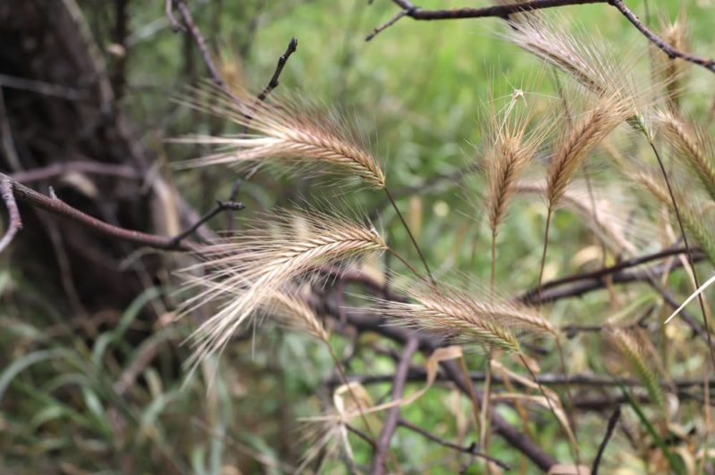 Dangers of Foxtails for Dogs Great Pet Care