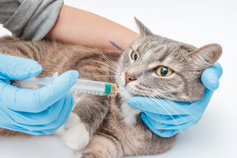 Cat taking liquid medication