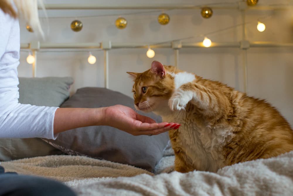 Woman playing with overweight cat