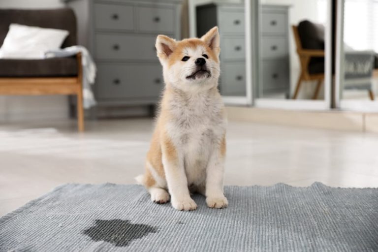 Puppy peed on carpet best sale