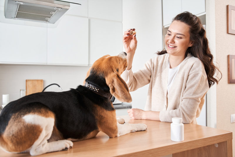 Endosorb for Dogs Great Pet Care