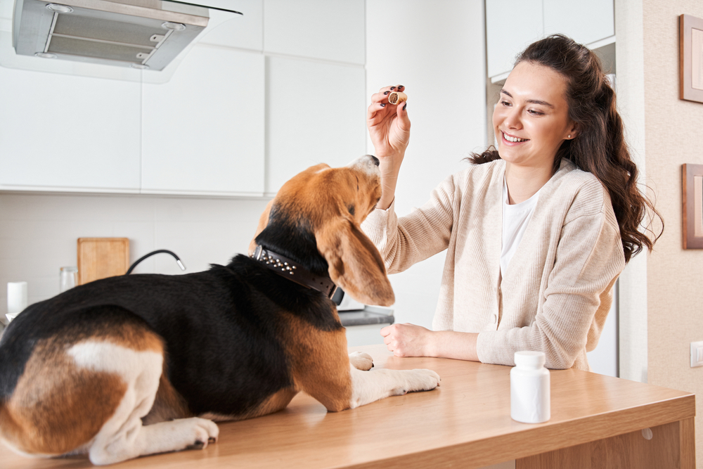 Woman giving her dog a pill inside a treat