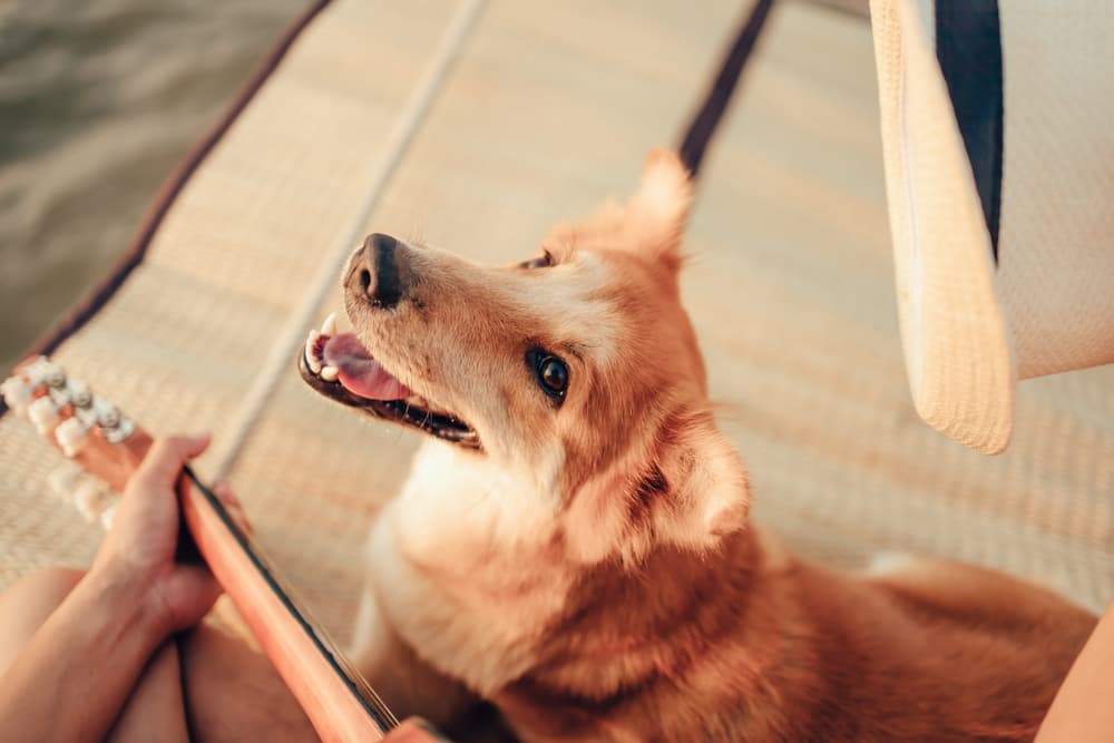 Dog listening to guitar