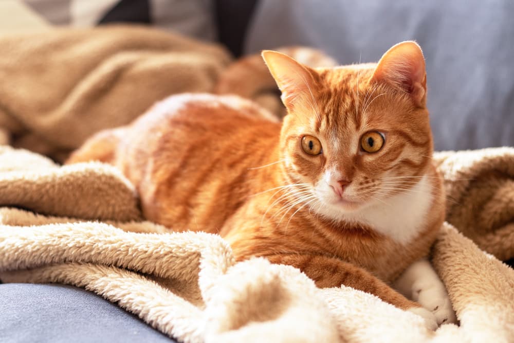 Orange tabby cat