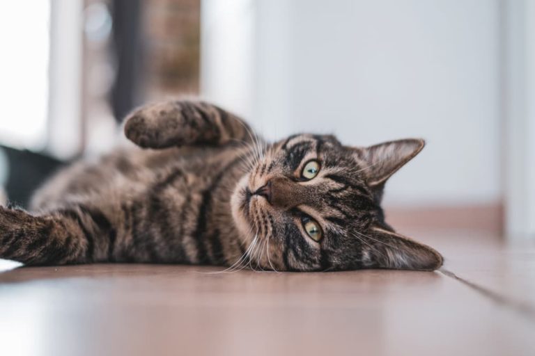 Tabby cat lying down