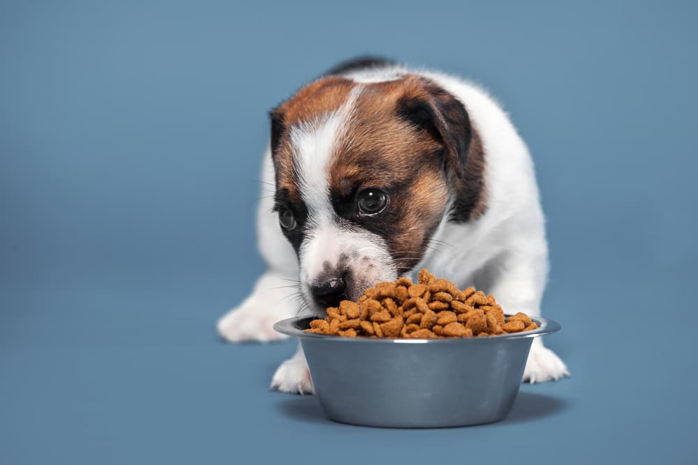 Puppy eating puppy food