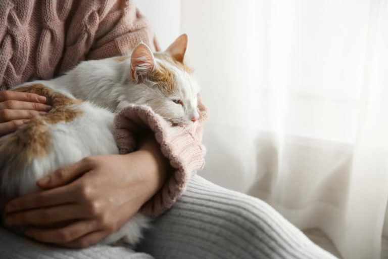 Pet owner petting cat