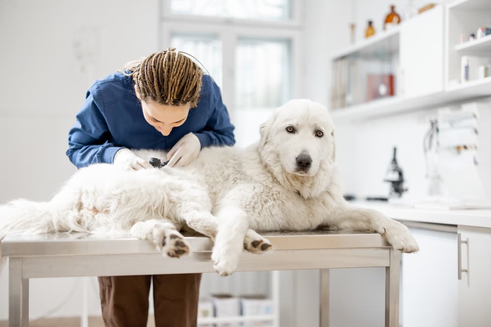 Veterinarian examining big white dog