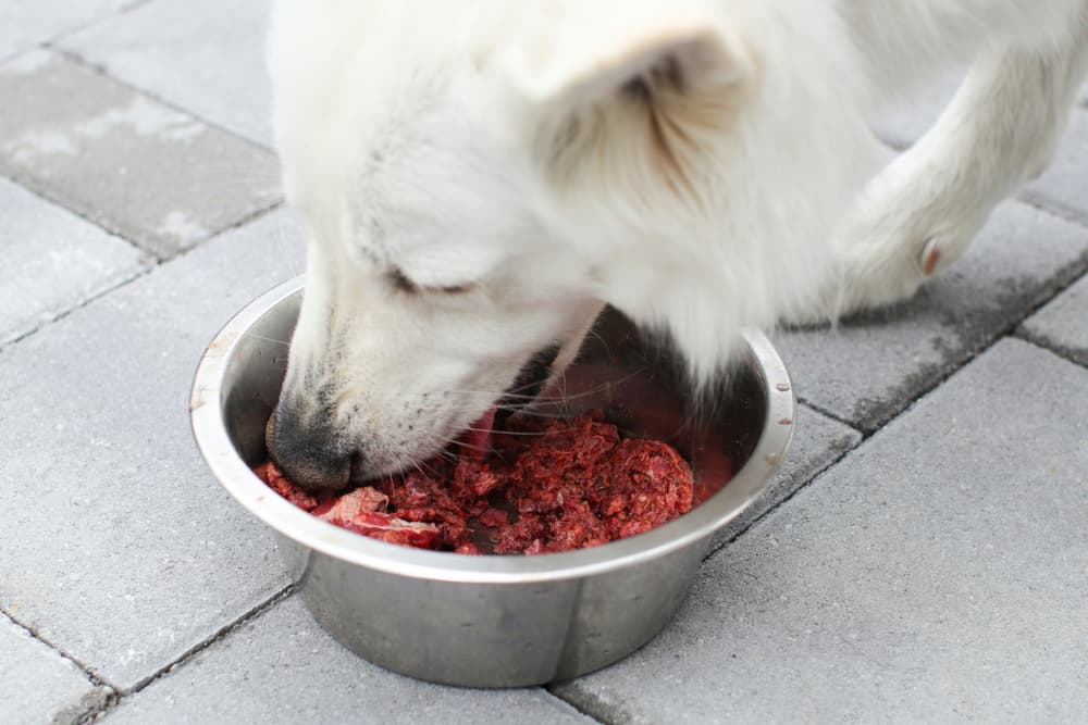 Dog eating raw diet