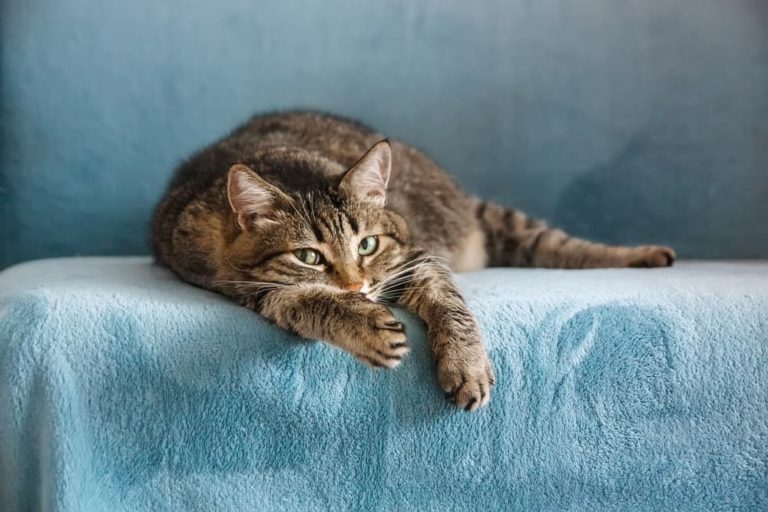 tabby cat on blue bed