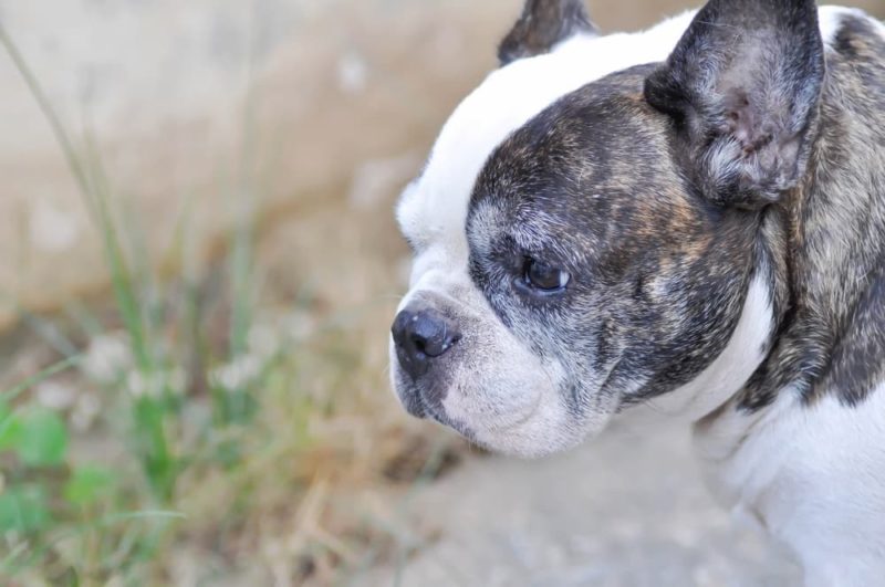 Endosorb for Dogs Great Pet Care