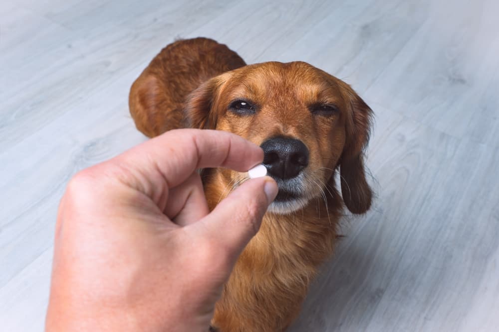 Dog getting allergy medication