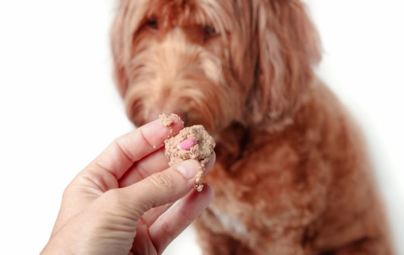How to Give a Dog a Pill Great Pet Care