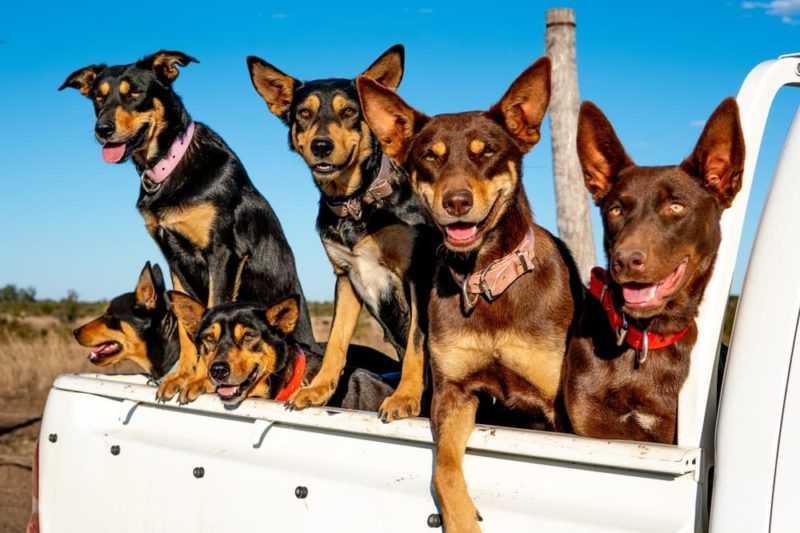 Australian Kelpie Great Pet Care