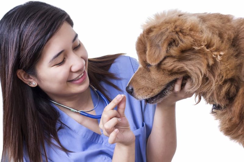 How to Give a Dog a Pill Great Pet Care