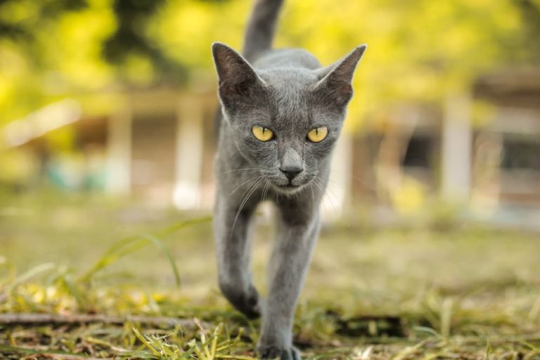 Korat Cat Breed Information Great Pet Care