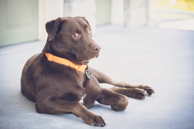 Knuckling in Dogs Great Pet Care