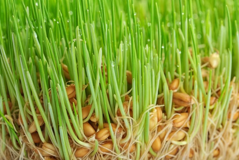 Wheatgrass for Cats Benefits and Uses Great Pet Care