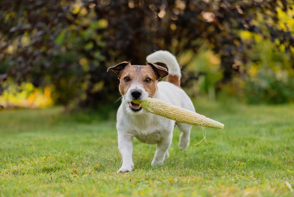 Dog walking with corn