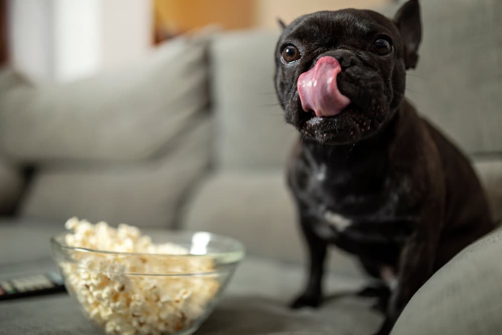 Dog licking lips next to a bowl of popcorn