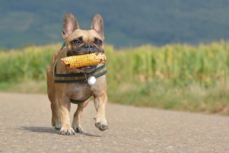 Can Dogs Have Corn? Great Pet Care