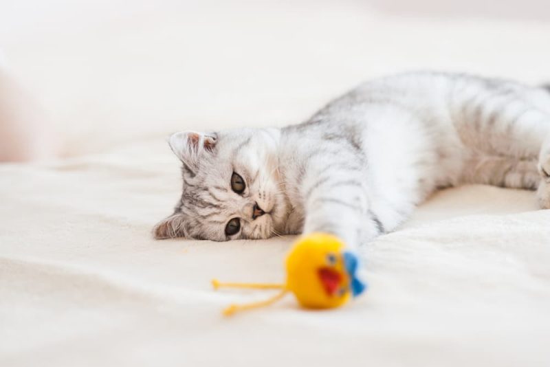 10 Best Kitten Toys of 2023 Great Pet Care