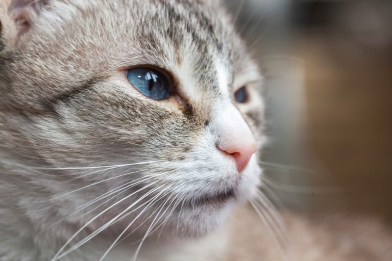 Powerful gray female cat