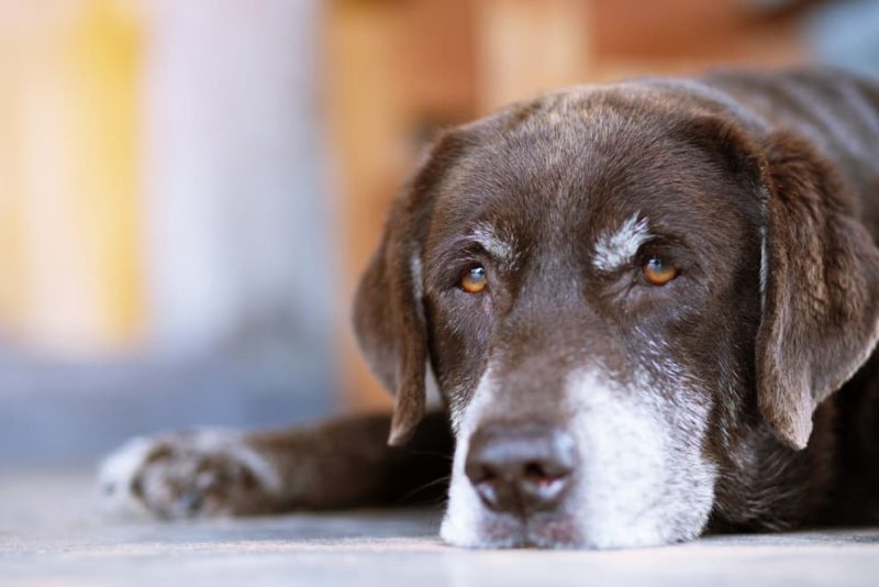 When to Put a Dog Down 8 Signs It's Time Great Pet Care