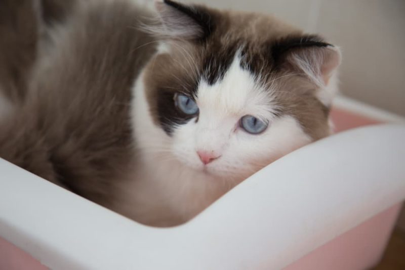 Blood in Cat Stool 11 Common Causes Great Pet Care