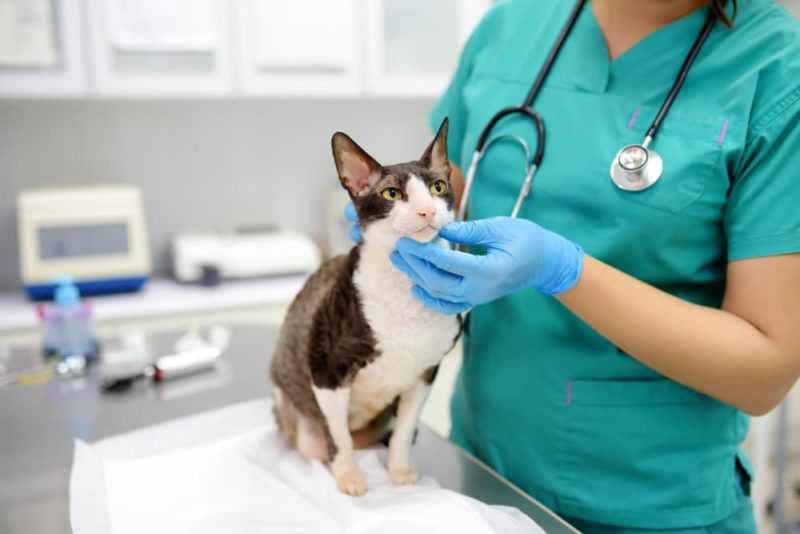 Cat Skin Cancer Types, Signs, and Treatment Great Pet Care