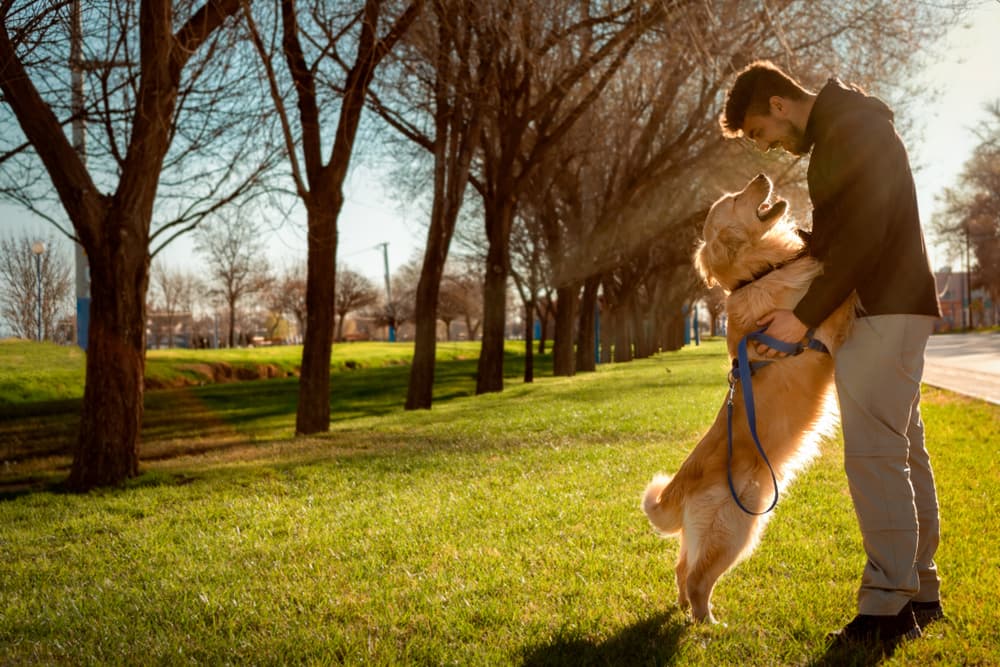 Dog hugging man in park