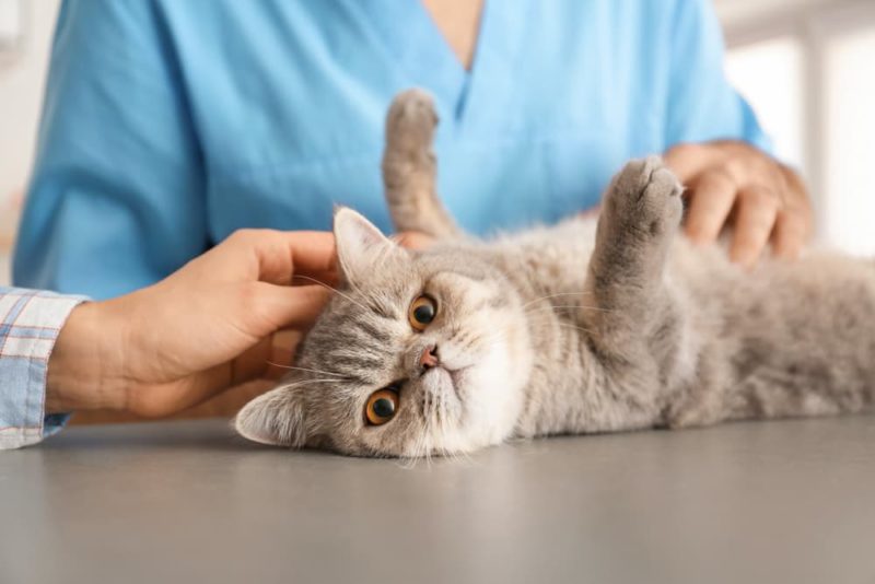 Do Male Cats Have Nipples? Great Pet Care