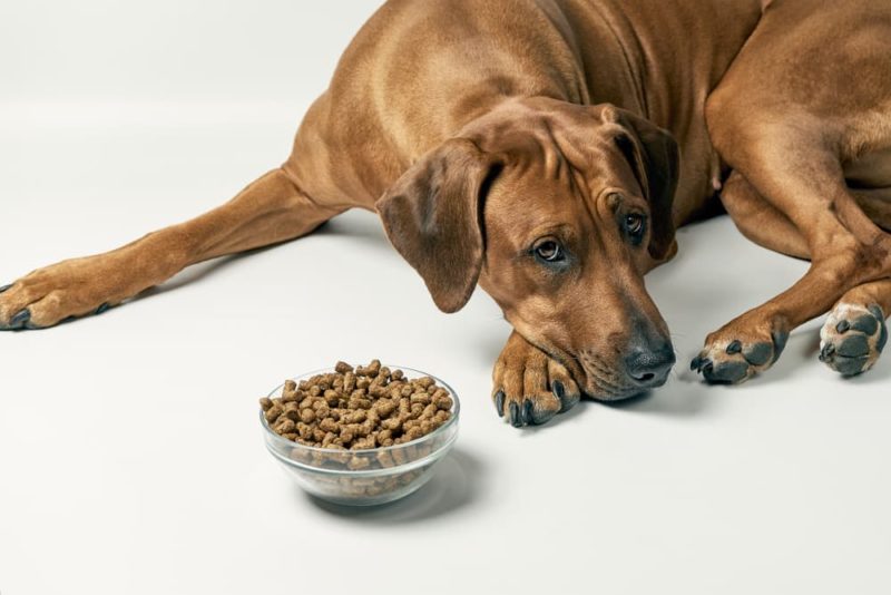 14 Signs of Kidney Failure in Dogs Great Pet Care