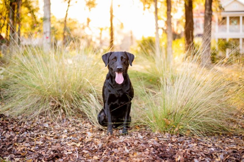 Is Mulch Bad for Dogs? Great Pet Care