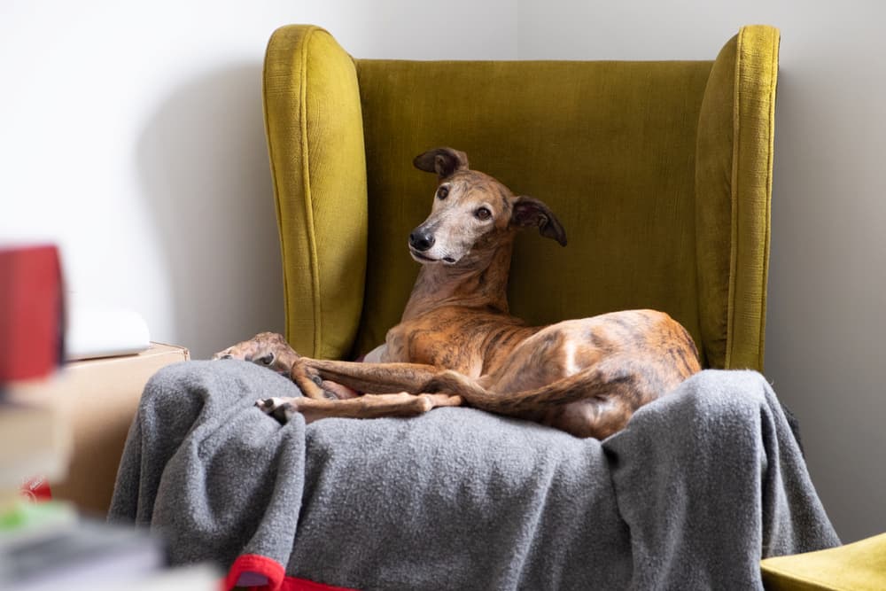 Greyhound sitting on chair