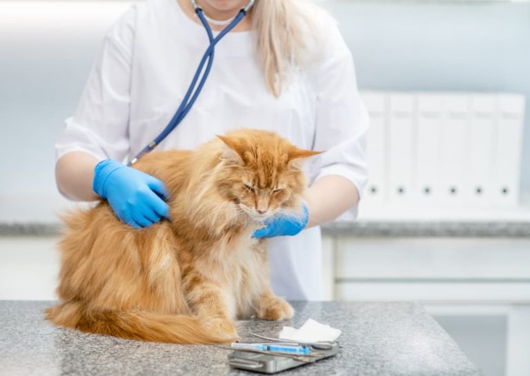 Arthritis in Cats Signs, Causes, and Management Great Pet Care