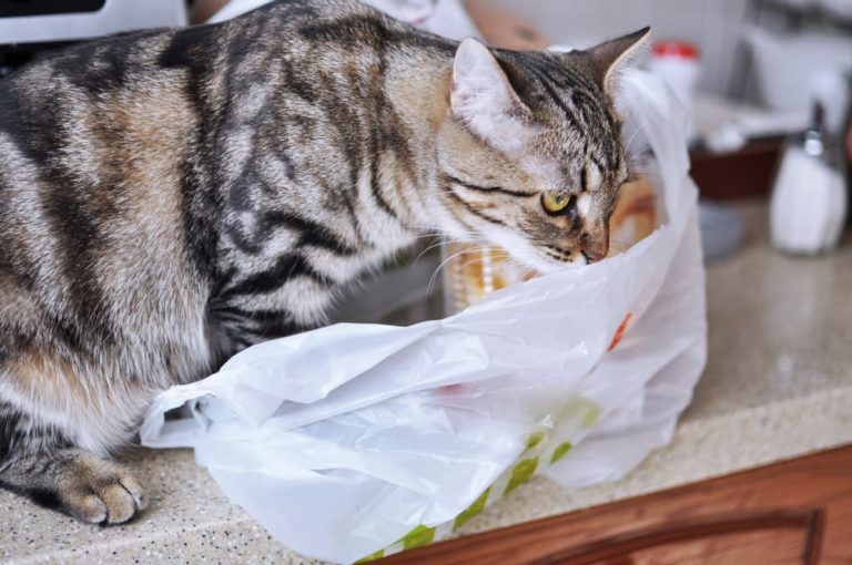 Why Do Cats Eat Plastic? Great Pet Care