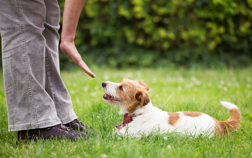 Woman training Jack Russell