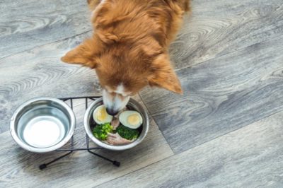 Photo inspiration: Dog Cancer Diet Food Recommendations And Feeding Tips Photo Inspiration