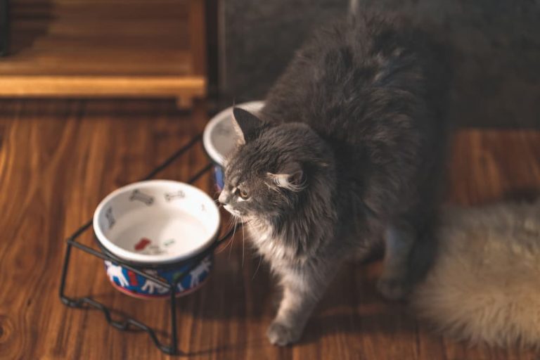 Cat Arthritis Treatment Plan Steps and What to Expect Great Pet Care