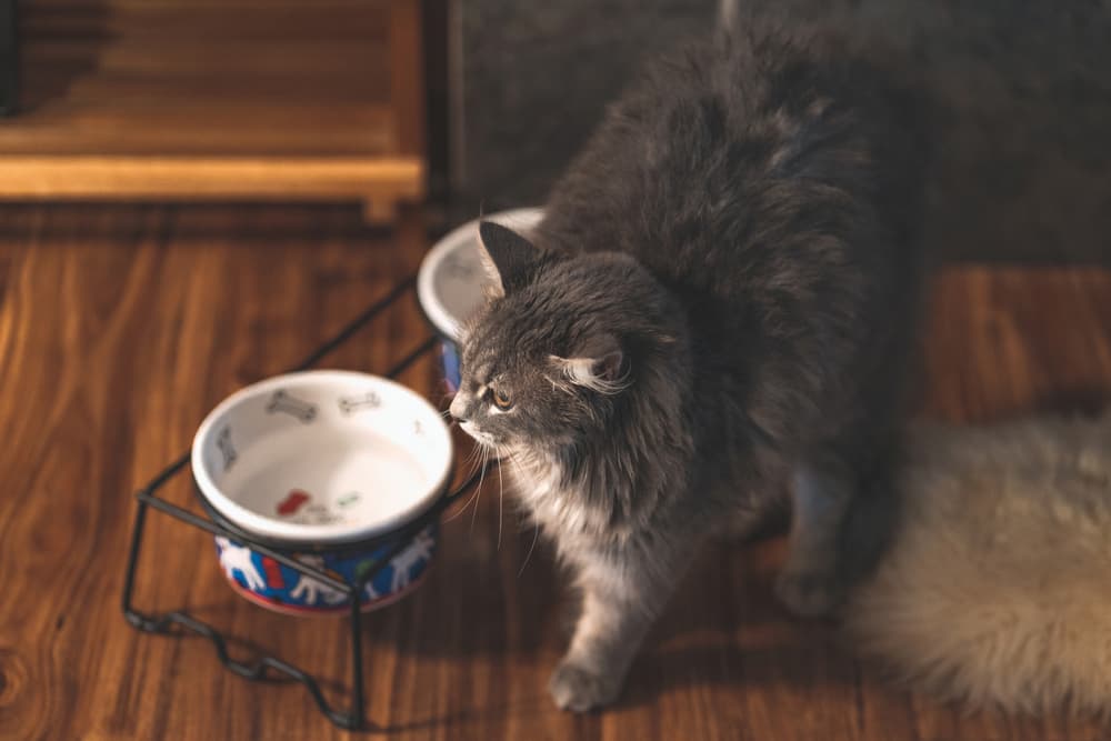 A cat uses elevated food and water bowls