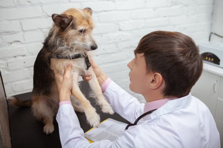 Dog Arthritis Treatment Plan Steps and What to Expect Great Pet Care