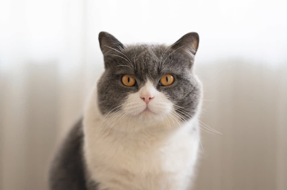 British Shorthair cat