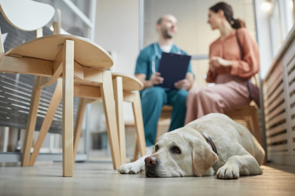 Labrador waiting at vet clinic