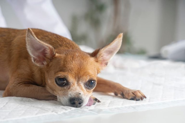 Sick Chihuahua on bed