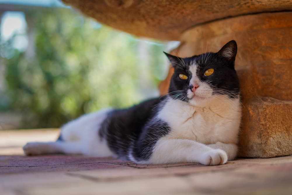 153 Spanish Cat Names For Vibrant Gatos Great Pet Care