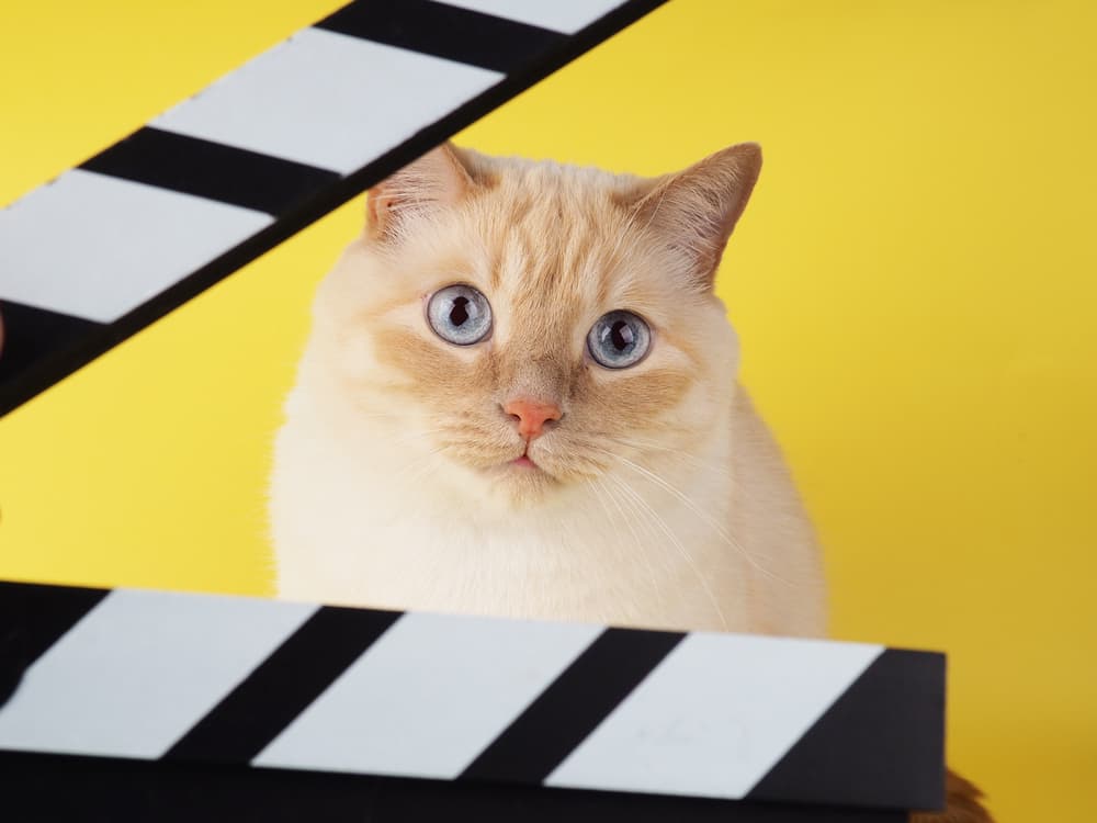 Cat with movie slate