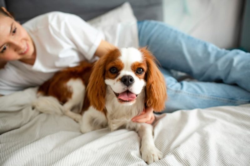 The Calmest Dog Breeds You'll Ever Meet Great Pet Care