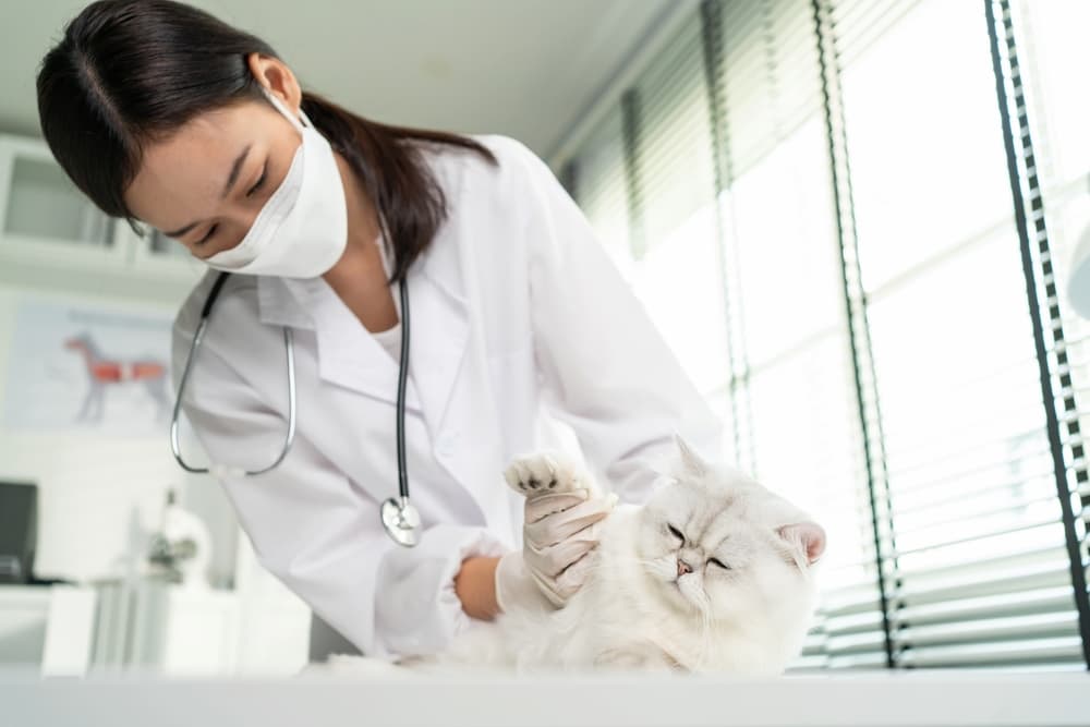 Veterinarian examining cat