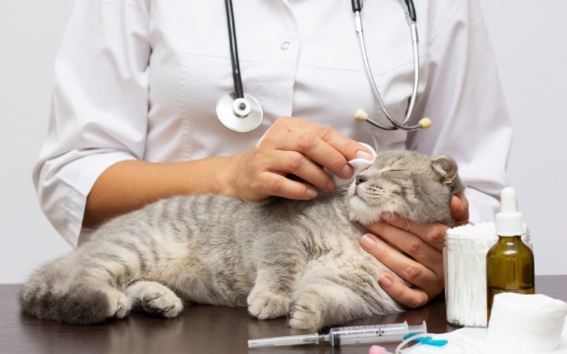 Stunning Managing Malignant Neoplasia In Cats With Flat Faces image